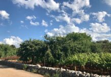 Monopoli, sì al rifacimento del manto stradale delle arterie rurali