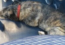Il cane scappa da Monopoli e sale sul treno per Bologna, storia a lieto fine (grazie ai social e ai volontari)