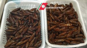pesce
