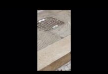 VIDEO | Invasione di blatte in pieno centro. Eliminate dai commercianti a colpi di scopa