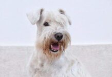 Lopalco perde il cane. Appello social ai cittadini per ritrovarlo