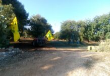 Campagna olivicola in Puglia: qualità eccellente, ma quantità dimezzate