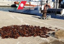 Si accorge della Guardia Costiera e avvisa il sub che cerca di occultare i datteri. Denunciati