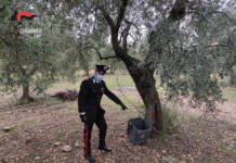 Rubano le olive senza la mascherina. Denunciati e sanzionati 2 giovani
