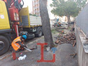 alberi2