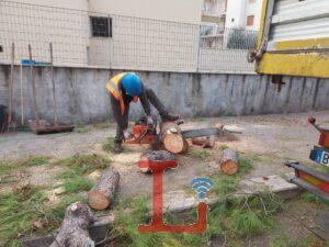 alberi4