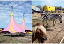 Circo bloccato a Monopoli, appello in tv: “Serve cibo per gli animali”