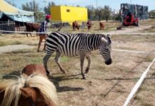 Circo in difficoltà , a Monopoli è partita la catena di solidarietÃ