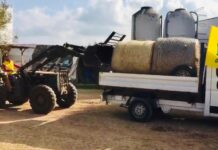Gli agricoltori adottano gli animali del circo: per loro 60 quintali di rotoballe di paglia