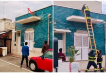 Monopoli, cagnolino in pericolo sulla tettoia: Carabinieri e Vigili del Fuoco lo salvano