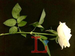 fiori lutto