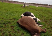 Maltempo, un fulmine uccide 10 mucche al pascolo