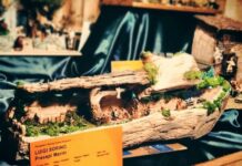 Dal mare di Monopoli a Piazza San Pietro, il presepe nel tronco fa sognare il Vaticano