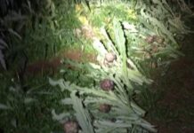 Rubano i carciofi e minacciano le guardie campestri con un randello, arrestati