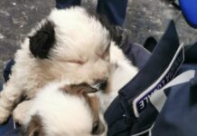 Monopoli: scende dall’auto e abbandona due cuccioli vicino al Cimitero, Polizia Locale sulle tracce dell’uomo