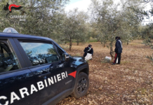 Sorpresi a rubare le olive. Denunciati e sanzionati per il non rispetto delle norme anticovid