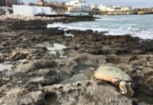 Monopoli, trovata morta una tartaruga sulla scogliera zona ex Clio