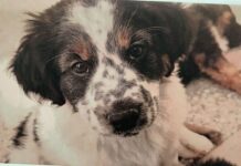 Non trova più il cane, i Carabinieri risalgono a chi lo aveva preso da una foto sui social