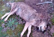Monopoli, cane-lupo morto sul ciglio della strada. Sembra sia stato sparato