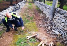 C’è la conferma: il cane è stato sparato. A S. Teresa Polizia Locale e veterinario