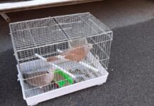 Monopoli, sulla bancarella al mercato vendeva fauna protetta: denunciato