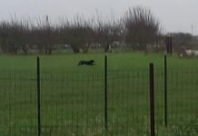 La pantera nera non è più qui. Avvistata oggi ad Acquaviva