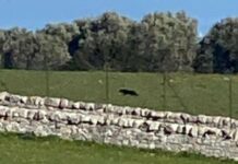 Pantera, a Castellana vietato passeggiare in campagna. A Monopoli nessuna segnalazione