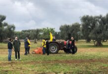 Giornata terra, Coldiretti: “Piano antixylella per salvare ulivi e paesaggio”