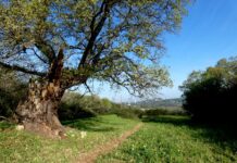 CCR a Lamascrasciola, il Fai regionale al sindaco: “Area assolutamente inopportuna”