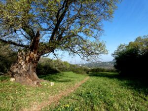 campagna monopoli2