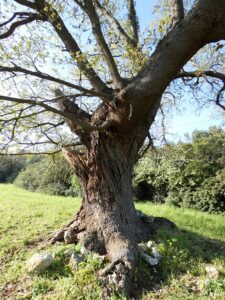 campagna monopoli6