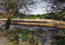 Monopoli, stato di grave pericolosità per gli incendi boschivi: c’è l’ordinanza. Sanzioni salate per i trasgressori