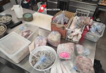 Pesce congelato e scaduto, nel mirino ristoranti orientali. Tutti i dettagli dell’operazione Asia