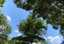 Via Rota, rimozione, sostituzione degli alberi e aiuole più grandi