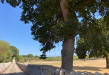 Monopoli, furto in appartamento nell’agro: presi scopa elettrica, oro e denaro