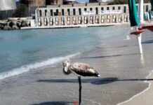Monopoli, un fenicottero in spiaggia. Segnalazioni anche da Polignano