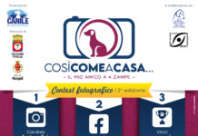 “Così come a casa, il mio amico a 4 zampe”, al via il contest fotografico promosso dal Canile di Monopoli