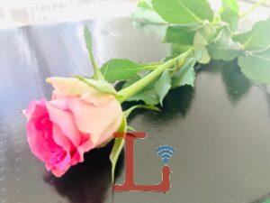rosa lutto