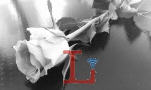 rosa lutto2