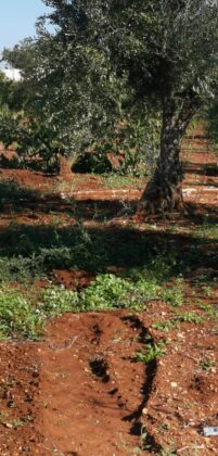 terreno1