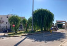 VIDEO| Monopoli, wc per cani a cielo aperto. La latrina di fronte all’ospedale