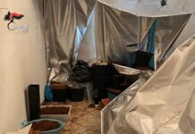 Una “centrale casalinga” per la coltivazione della marijuana, arrestato polignanese