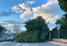 Monopoli, cade un albero al Capitolo. Carreggiata invasa dalla chioma