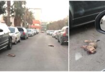 Monopoli, zona ex Clio: strage di gatti. La denuncia di una cittadina