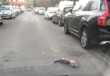“Ho visto investire un gattino, nessuno si è fermato”, lo sfogo della lettrice (che ha provato a salvarlo)