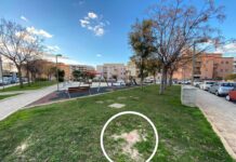 Monopoli, il vento abbatte un albero nell’area giochi di piazza S. Anna