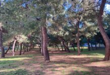 Legambiente: “A Monopoli alternativi: per un parco urbano si abbattono 21 pini”