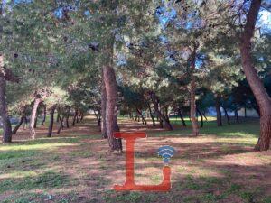 pineta4