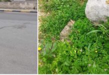 Monopoli, la segnalazione: “Gatto investito gettato via oltre il muretto”
