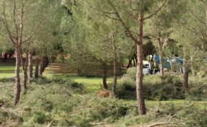 pineta2